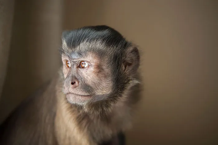 Young monkey with curious expression looking away, illustrating the theme of kids' lies turning unexpectedly real.