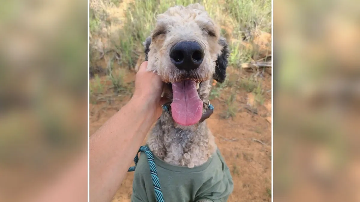 Meet Crawfish, The Rescue Dog Whose Transformation Is Pure Magic
