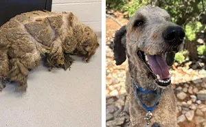 Meet Crawfish, The Rescue Dog Whose Transformation Is Pure Magic
