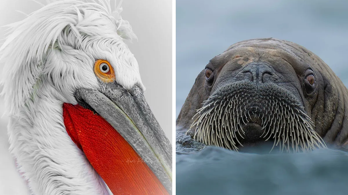 40 Breathtaking Wildlife Photos From Around The World By Hari Prasad Sridhar