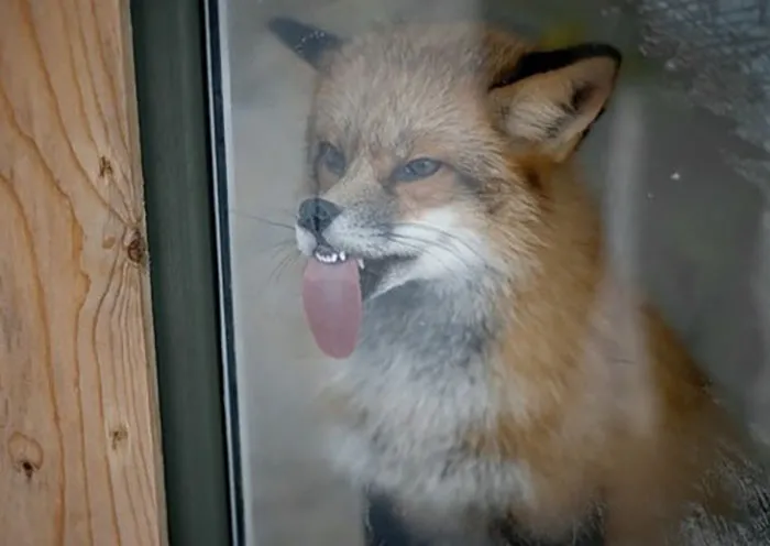 Firefox Has Encountered A Problem With Windows