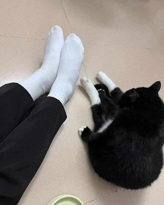 People Share Adorable Animal Moments In This Facebook Group, And Here Are 23 Of The Best