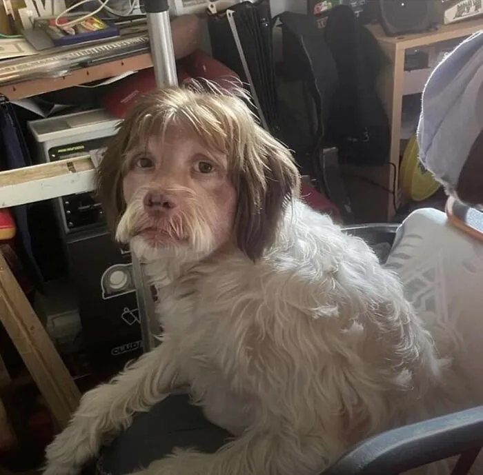 Dog with a human-like face and hair, showcasing funny animal shenanigans in a humorous and random moment.