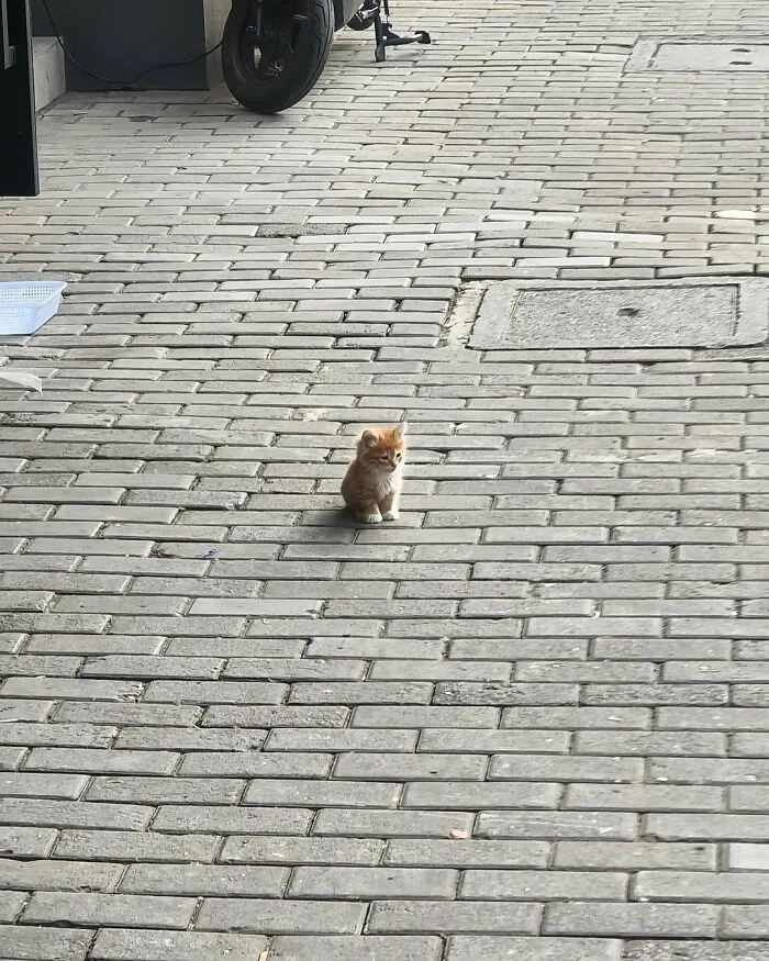 38 Fotos de gatos adorables para animarte si llevas un mal día