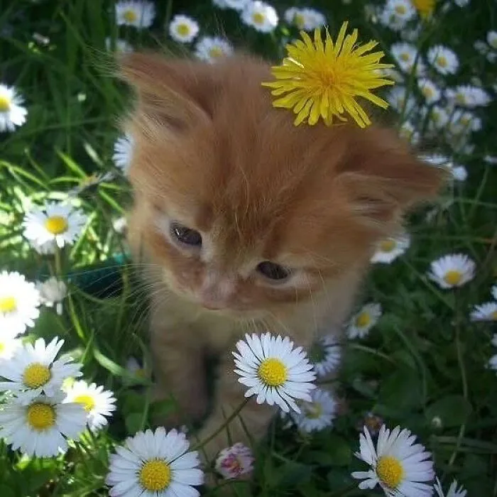 38 Fotos de gatos adorables para animarte si llevas un mal día