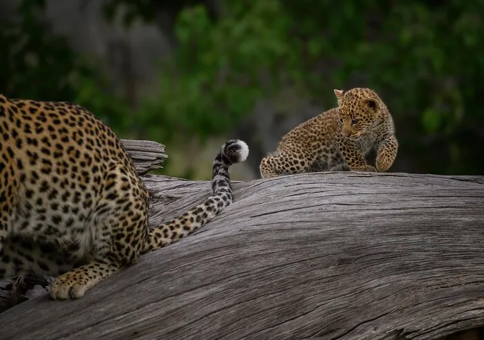 Leopard mother and cub resting on a large fallen tree captured in a mesmerizing wildlife photo showcasing nature's beauty.