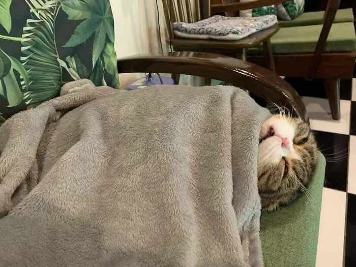 People Share Adorable Animal Moments In This Facebook Group, And Here Are 23 Of The Best