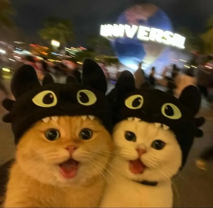 38 Fotos de gatos adorables para animarte si llevas un mal día