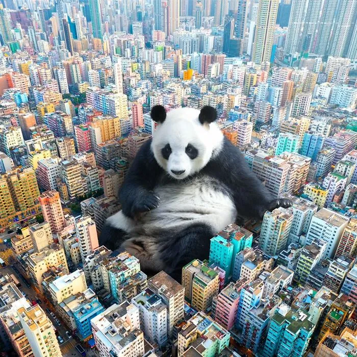 23 Surreal Panda Pics That Turn Everyday Hong Kong Into A Giant Playground