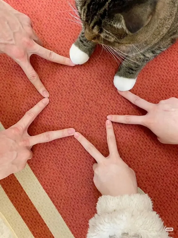 This Collection Of 50 Sweet Cat Pics Will Have Even Dog Lovers Saying Awww