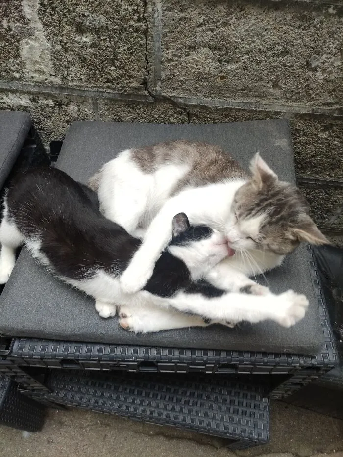 People Share Adorable Animal Moments In This Facebook Group, And Here Are 23 Of The Best