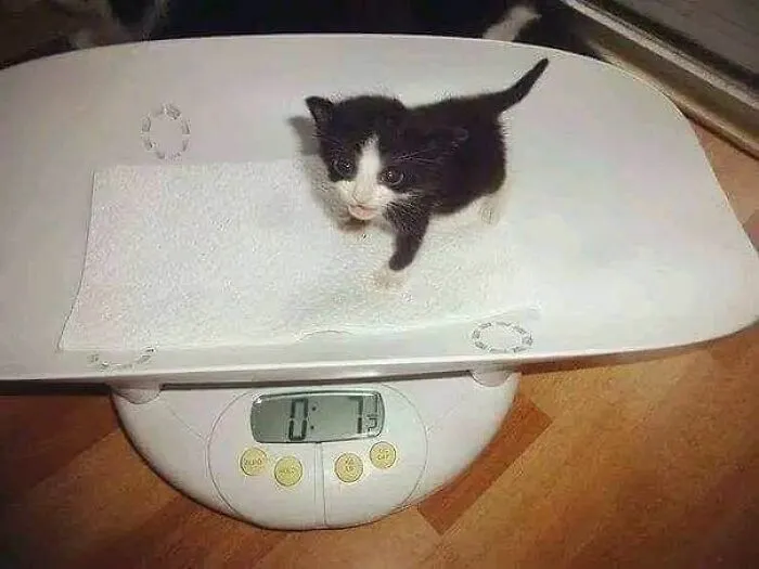 People Share Adorable Animal Moments In This Facebook Group, And Here Are 23 Of The Best