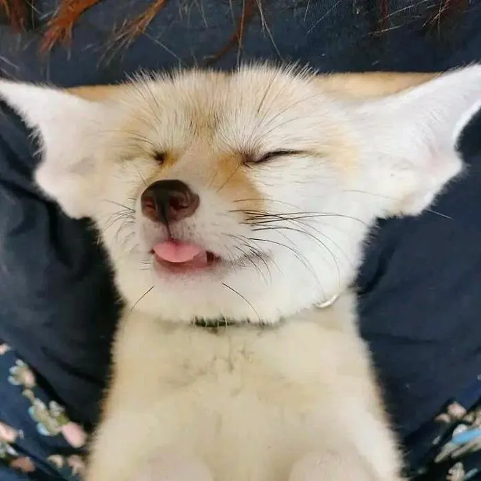 People Share Adorable Animal Moments In This Facebook Group, And Here Are 23 Of The Best