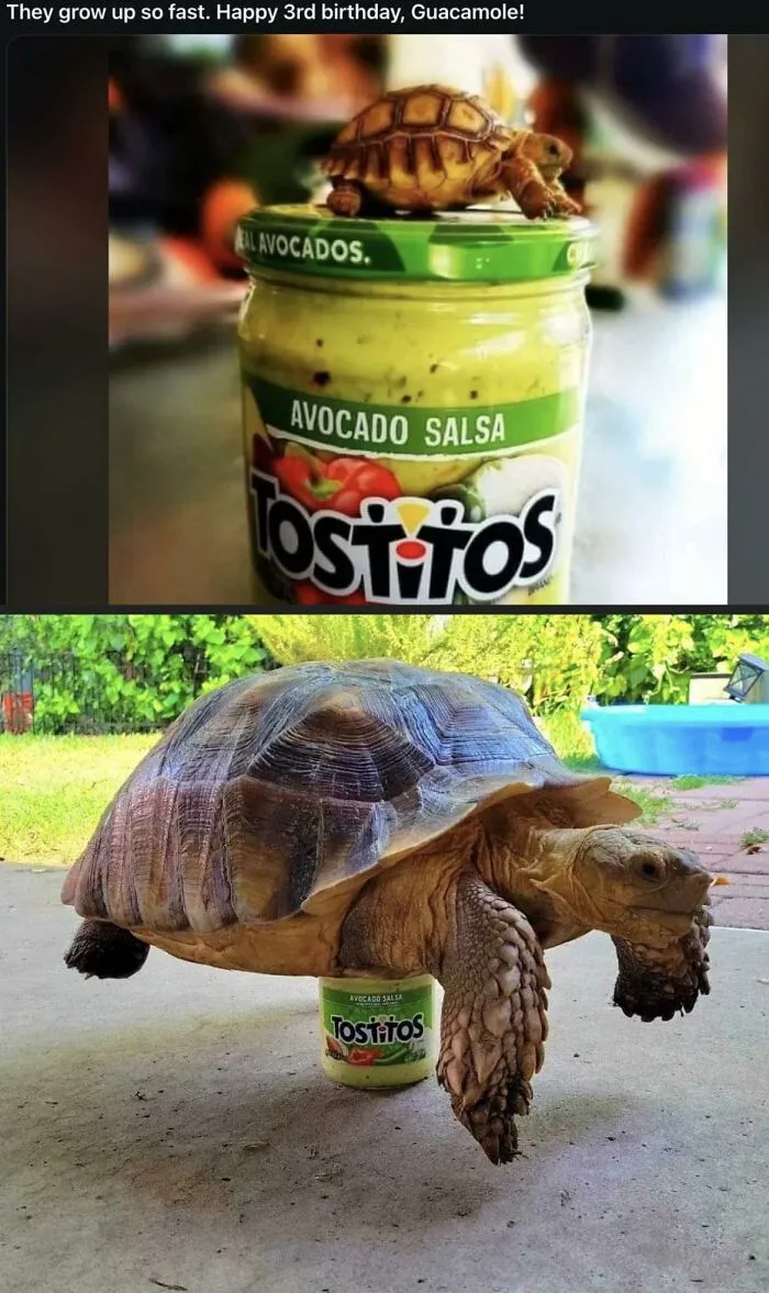 People Share Adorable Animal Moments In This Facebook Group, And Here Are 23 Of The Best