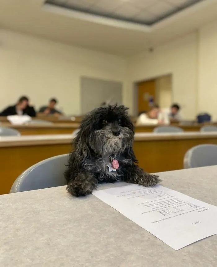 People Share Adorable Animal Moments In This Facebook Group, And Here Are 23 Of The Best