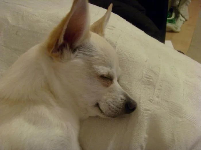 Sweet Dreams. My Much Missed Stottlemeyer Having A Lovely Dream