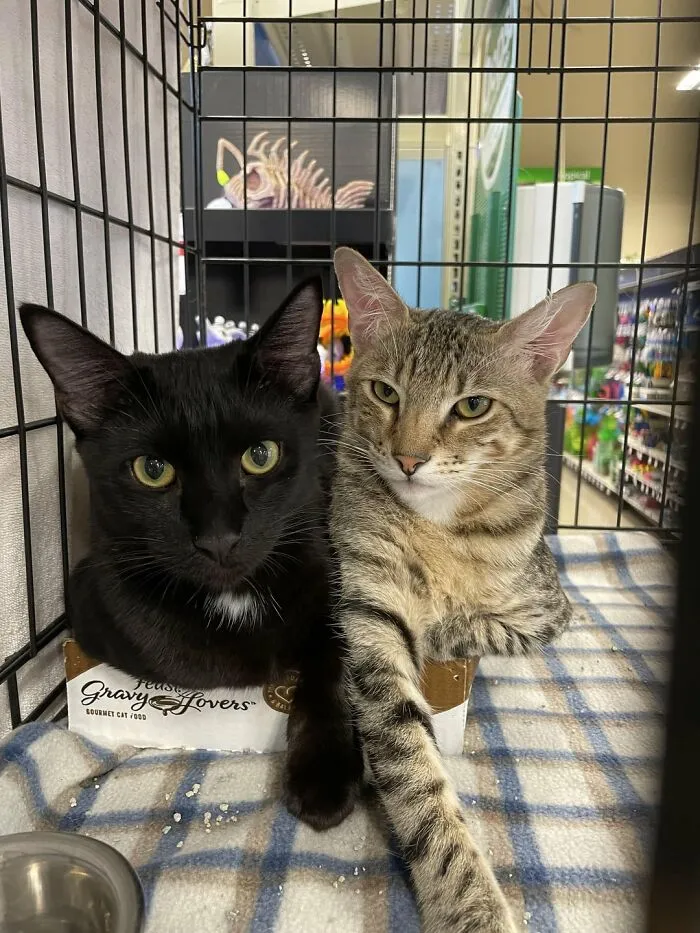 My Bonded Pair Of Foster Boys At An Adoption Event! Somehow Quint And Hooper Are Still Looking For Their Forever Home :-(