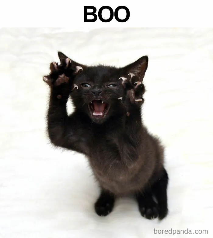 50 Unhinged Memes That Might Make Every Inner Nerd Laugh Way Too Hard