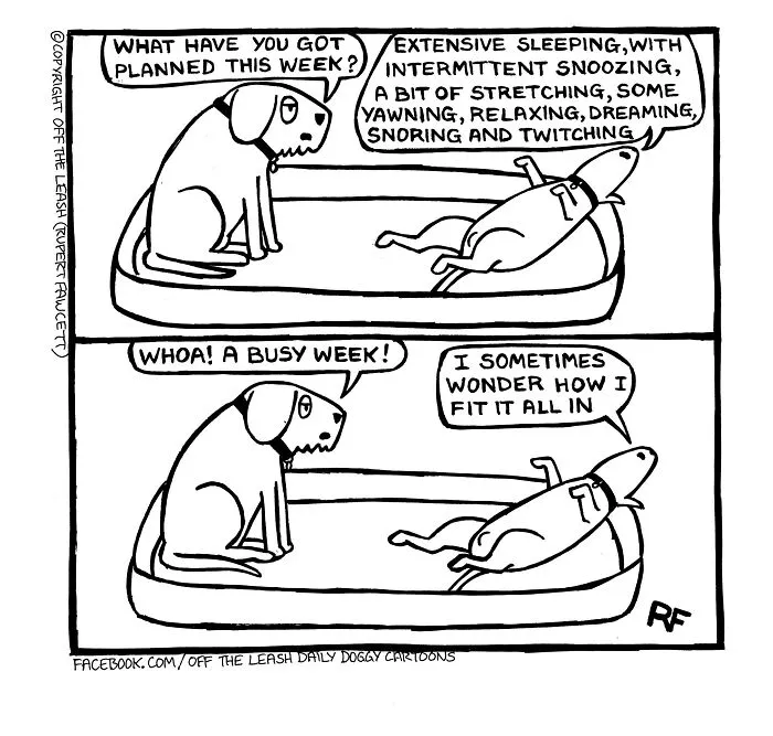 "Off The Leash": 38 Funny Comics That Most Dog Owners Might Relate To (New Pics)
