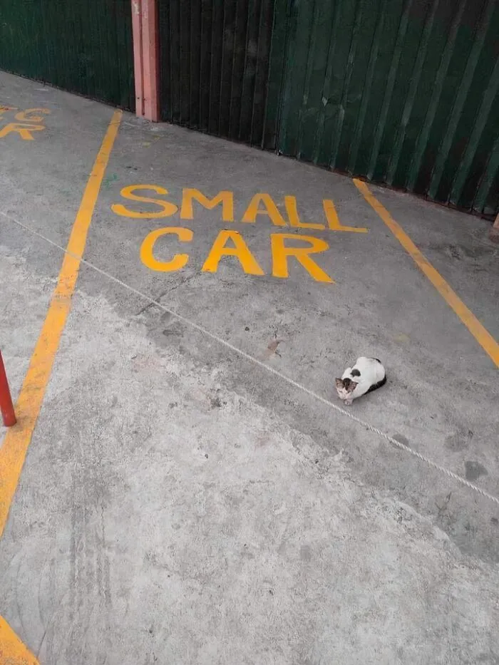 Cat sitting in a parking spot labeled small car, a blessed image sure to make you smile and brighten your day.