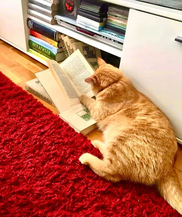 Orange cat lying on red carpet reading a book among shelves filled with books and DVDs in a cozy home setting.