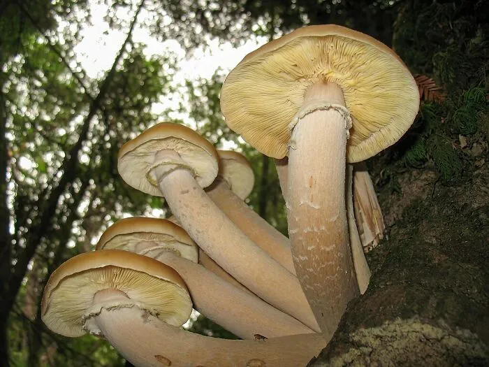 Shoestring Fungus (Armillaria Ostoyae)