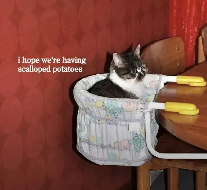 Cat sitting in a baby chair at a dining table with text hoping for scalloped potatoes, a blessed image to smile at.