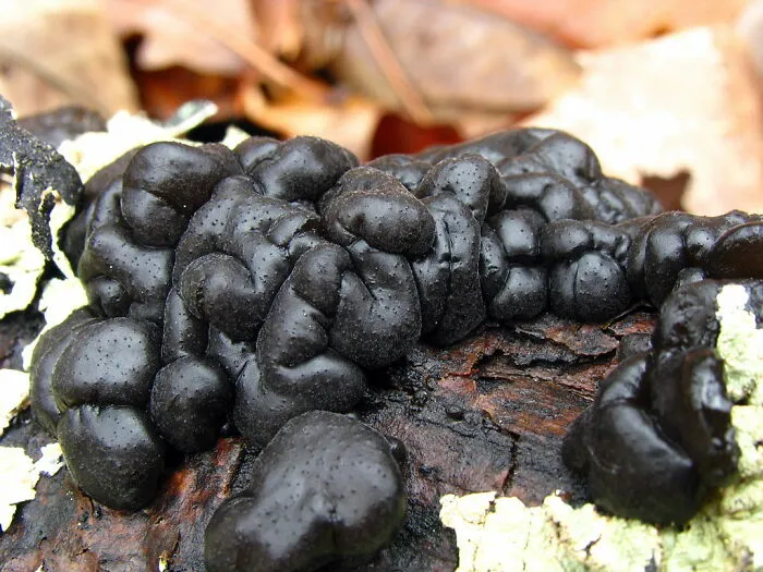 Black Witches’ Butter (Exidia Glandulosa)