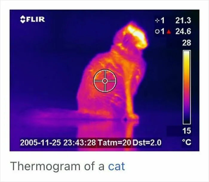 Thermogram of a cat showing heat distribution in vibrant colors, illustrating a blessed image to make you smile.