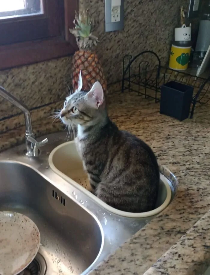 Tabby cat sitting in a kitchen sink basin next to a pineapple on a granite countertop, a cute blessed image to smile at.