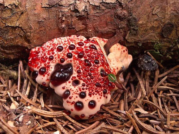 Bleeding Tooth Fungus (Hydnellum Peckii)