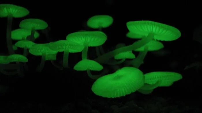Glow-In-The-Dark Mushrooms (Mycena Chlorophos)