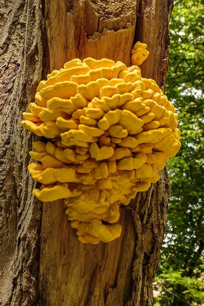 Chicken Of The Woods (Laetiporus Sulphureus)