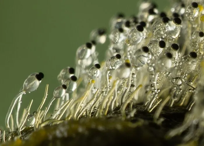 Dung Cannon (Pilobolus Crystallinus)