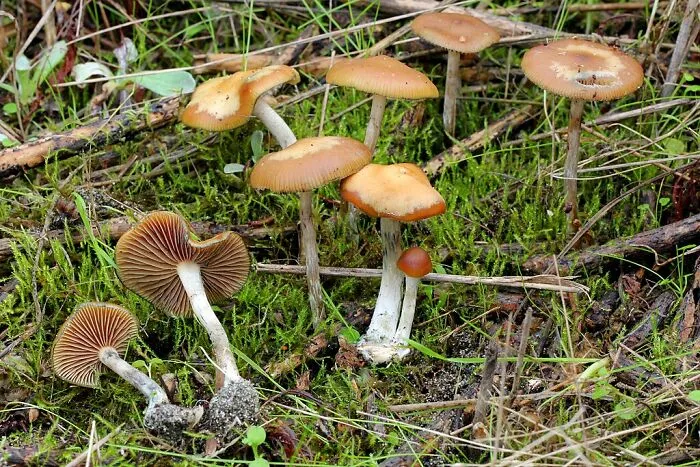 Wavy-Capped Magic Mushrooms (Psilocybe Cyanescens)