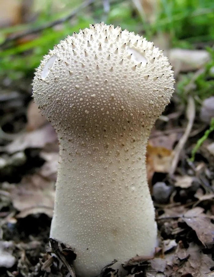 Gem-Studded Puffball (Lycoperdon Perlatum)