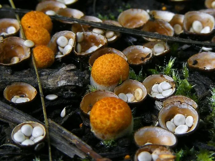 Bird’s Nest Fungus (Crucibulum Laeve)