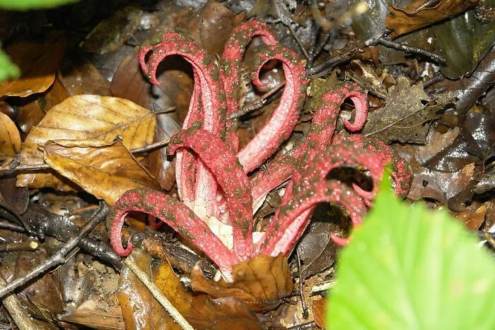 Octopus Stinkhorn (Clathrus Archeri)