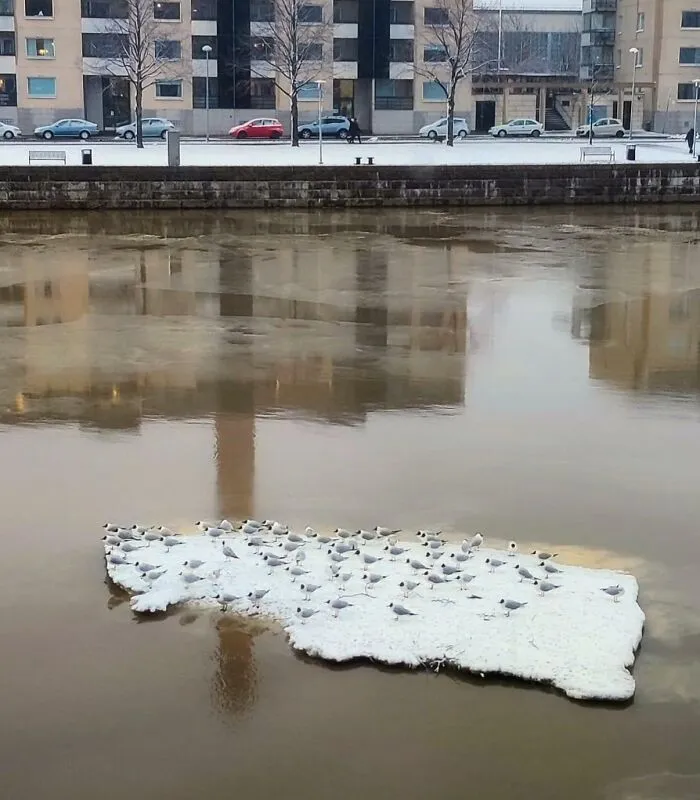 A group of birds resting on a floating piece of ice in a river near urban buildings, showing funny nature moments.