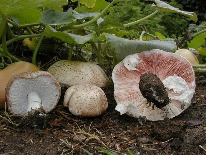 Almond Mushroom (Agaricus Subrufescens)