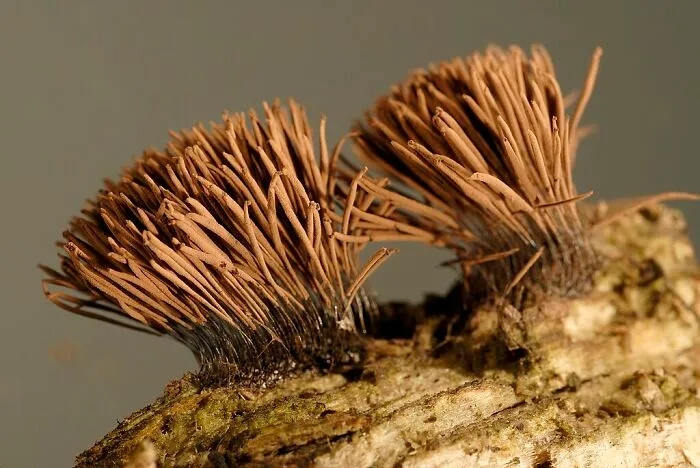Slime Mold (Stemonitis Axifera)