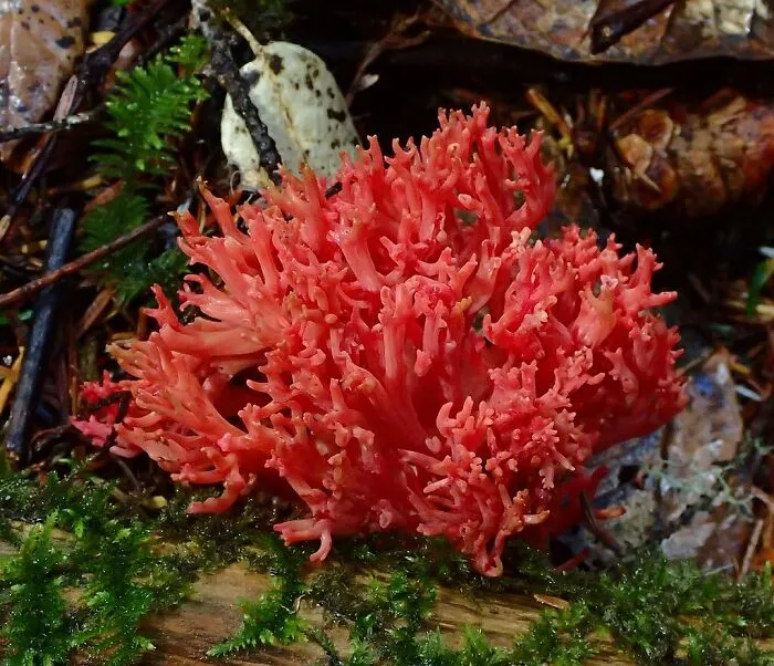 Red Coral Fungus (Ramaria Araiospora)