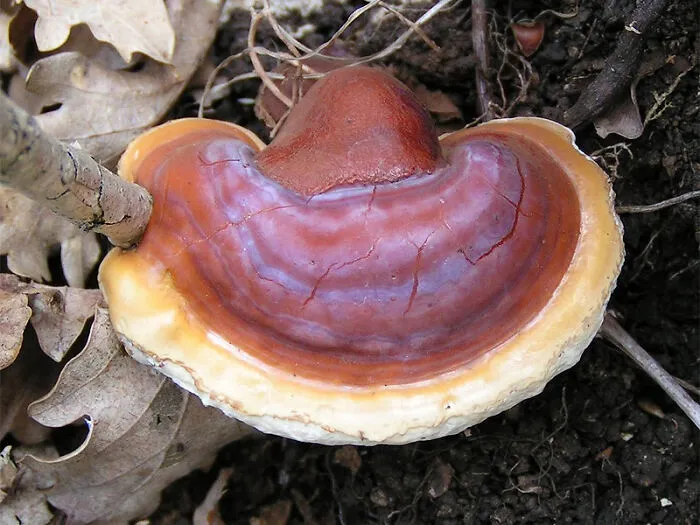 Reishi Mushrooms (Ganoderma Lucidum)