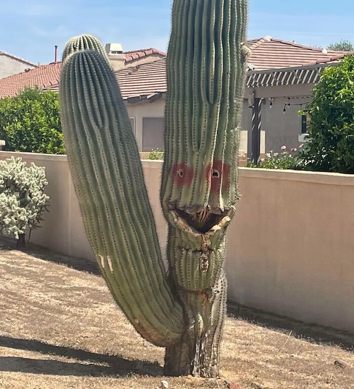 Tall cactus with a funny face-like pattern in a backyard, a perfect example of nature being so funny people had to snap a pic.