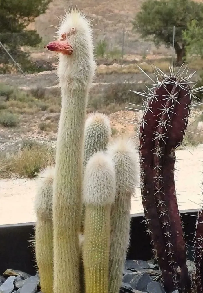 My Cactus Has Grown A Messed Up Chicken Face