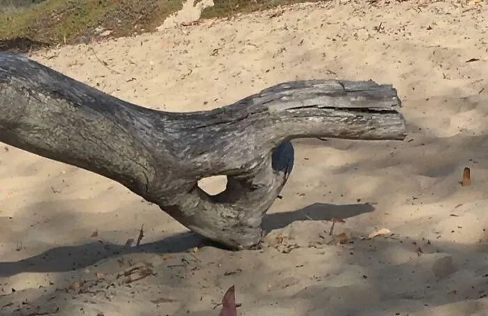 A piece of driftwood on sand resembling a dog, showcasing funny nature moments captured by people.