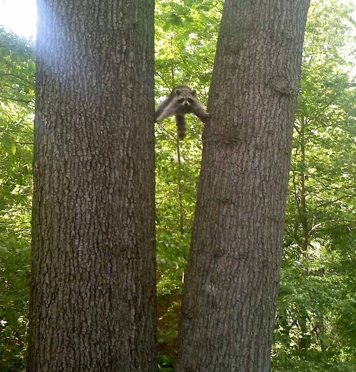 Me encontré a este mapache así
