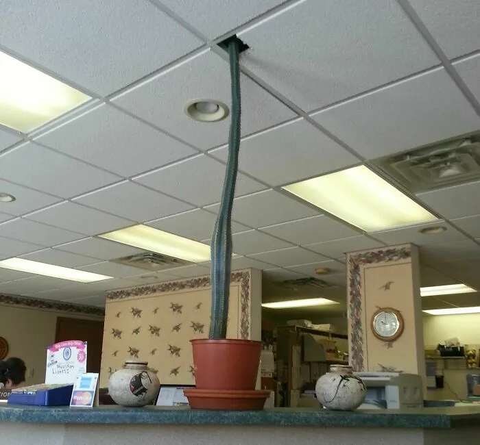 Tall cactus growing through office ceiling with amusing nature moment captured by people snapping a pic