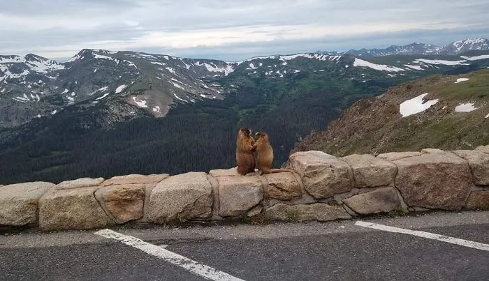 My Sister Accidentally Caught This Pikes Peak Proposal On Camera