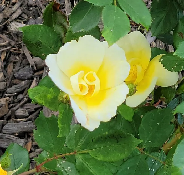 Salí a buscarle una rosa a mi esposa. Creo que encontré la perfecta.